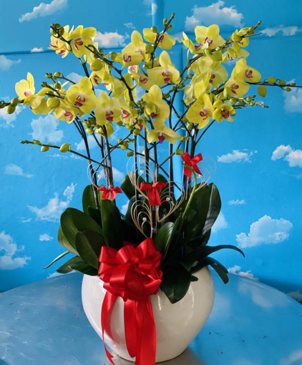 Chậu lan hồ điệp - 19